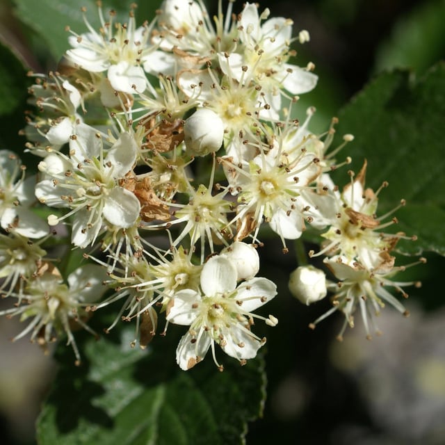 Sorbus mougeotii — flower