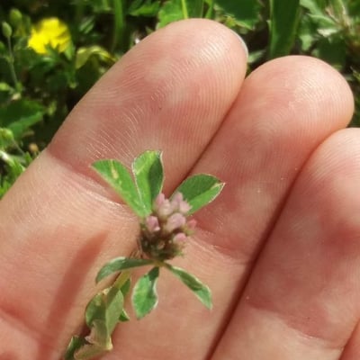 Trifolium striatum — flower