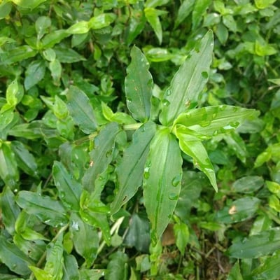 Arthraxon hispidus — leaf