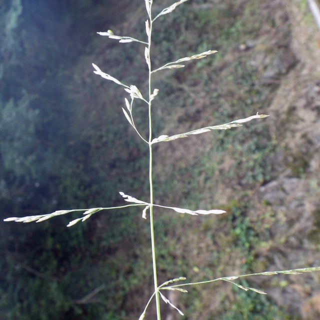 Puccinellia distans — flower
