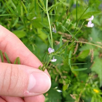 Vicia tetrasperma — flower