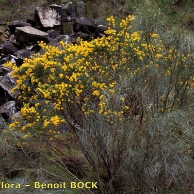 Adenocarpus decorticans — habit