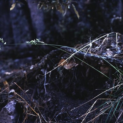 Poa fendleriana — habit