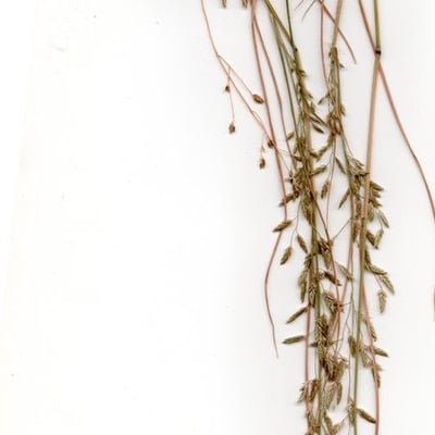 Eragrostis pectinacea — flower