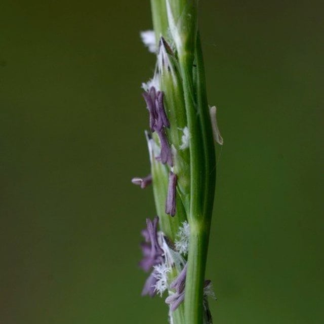 Glyceria declinata — flower