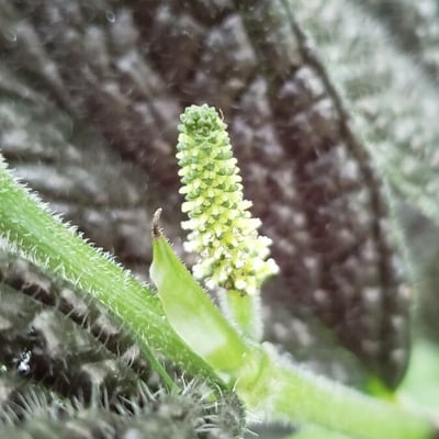 Piper hispidum — flower