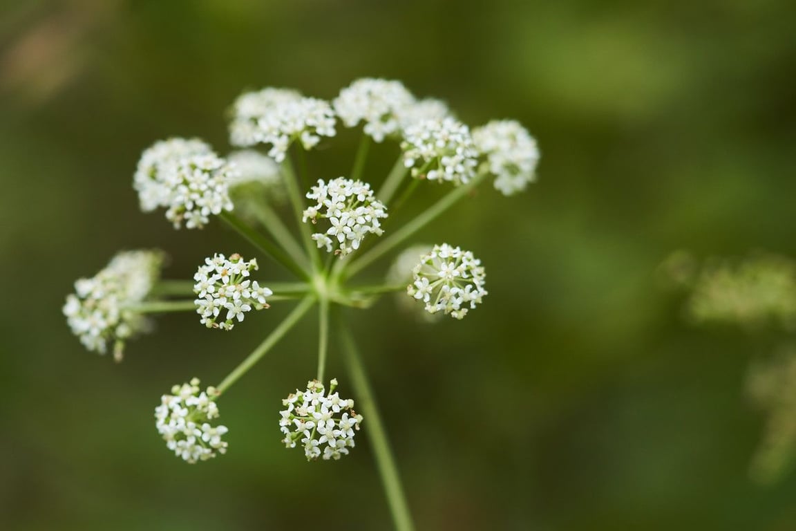 Peucedanum cervaria
