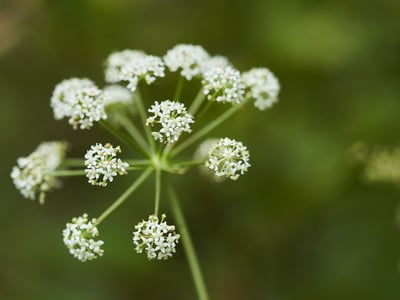 Peucedanum cervaria