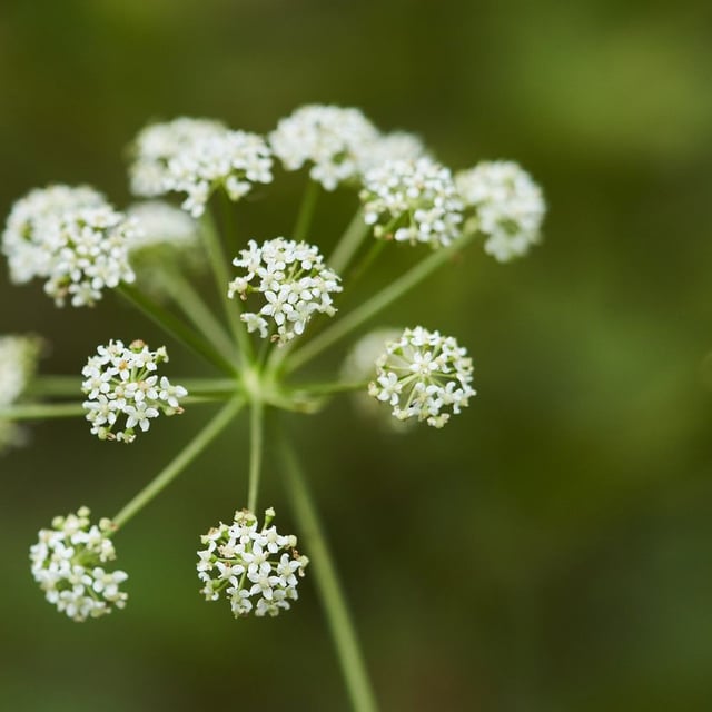 Peucedanum cervaria — flower
