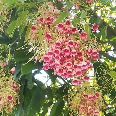 Brachychiton populneus — flower