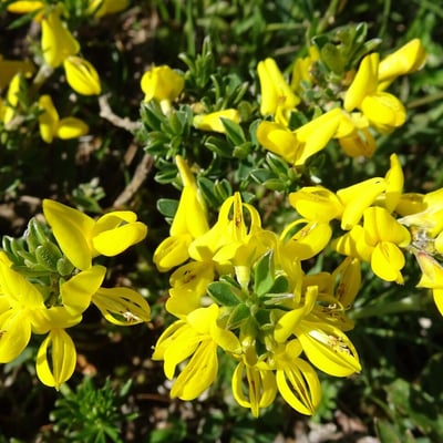 Genista pilosa — flower