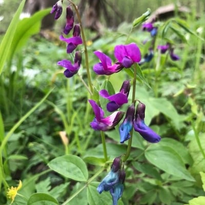 Lathyrus vernus — flower