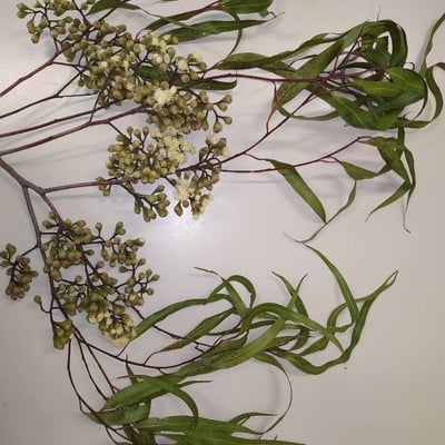 Corymbia citriodora — leaf