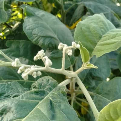 Solanum erianthum — flower