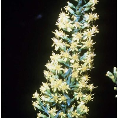 Solidago uliginosa — flower