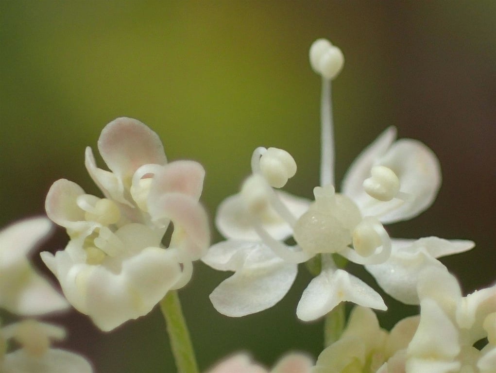 Masterwort