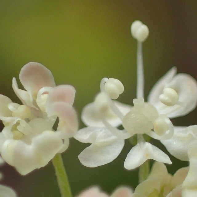 Peucedanum ostruthium — flower