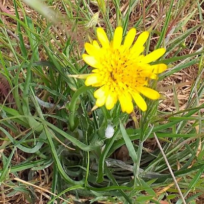 Tragopogon pratensis — flower