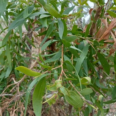 Melaleuca leucadendra — leaf