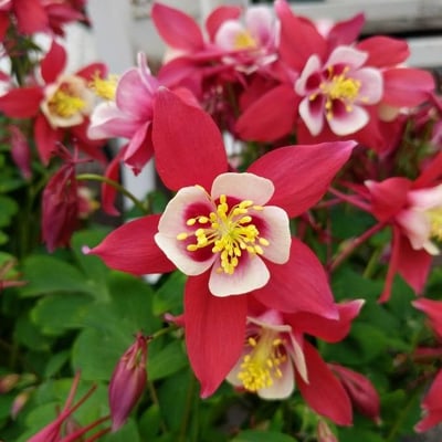 Aquilegia canadensis — flower