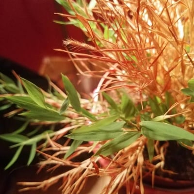 Pogonatherum paniceum — leaf