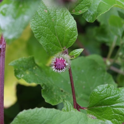 Arctium nemorosum — flower