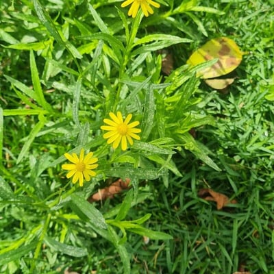 Senecio madagascariensis — flower