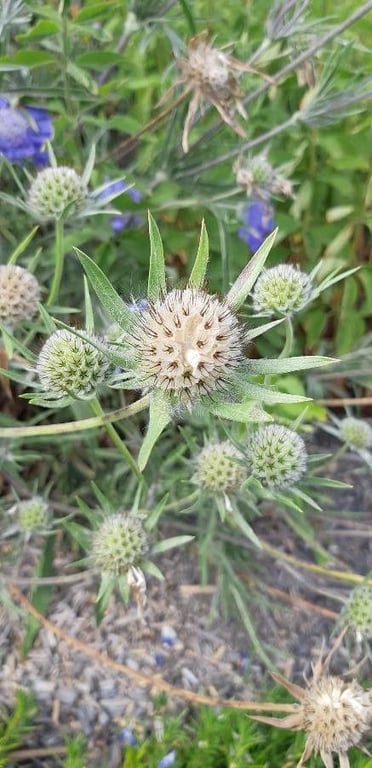 Blue eryngo