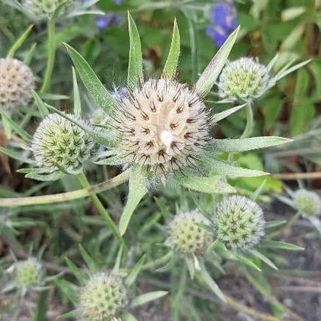 Eryngium planum — flower