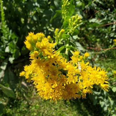Solidago rigida — flower