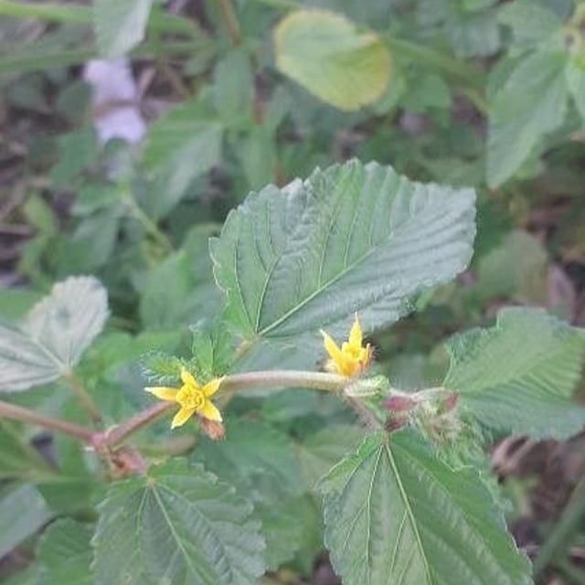 Waltheria indica — flower