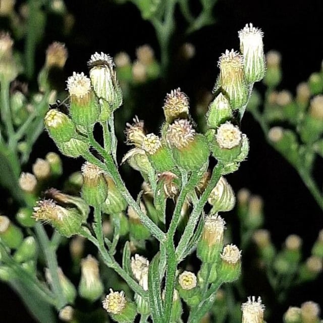 Erigeron sumatrensis — flower