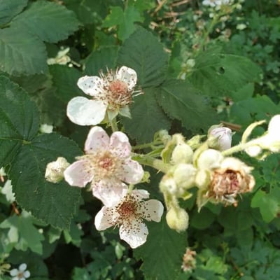 Rubus wahlbergii — flower