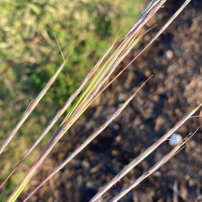 Schizachyrium scoparium — leaf