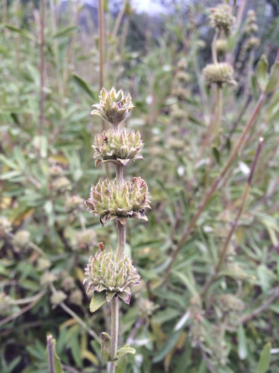 Black sage