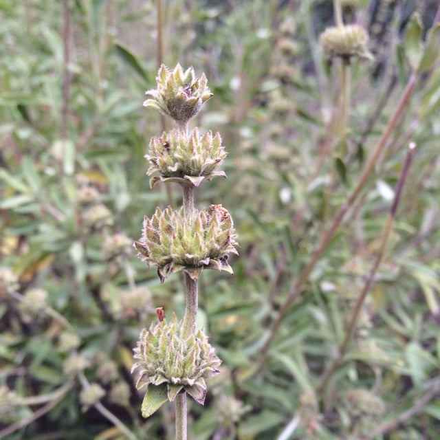 Salvia mellifera — flower