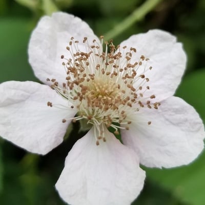 Rubus praecox — flower