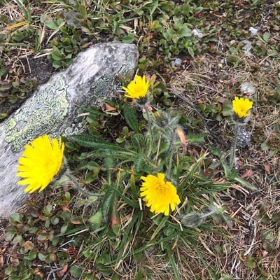 Hieracium piliferum — flower