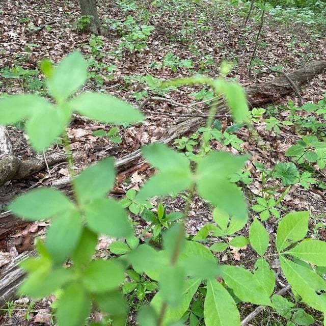 Galium circaezans — leaf