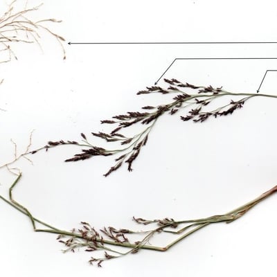 Eragrostis multicaulis — habit