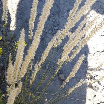 Melica ciliata — flower
