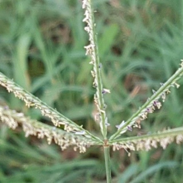 Cynodon dactylon — flower