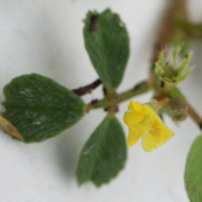 Trifolium micranthum — flower