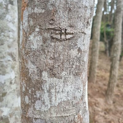 Ocotea diospyrifolia — bark