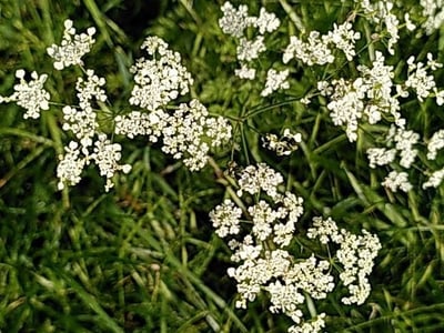Caraway