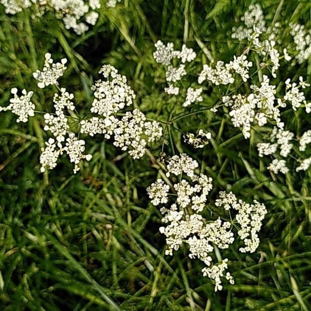 Caraway