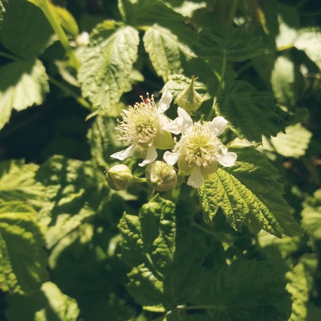 Rubus occidentalis — flower