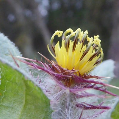 Centaurea benedicta — flower