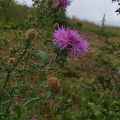 Centaurea phrygia — flower