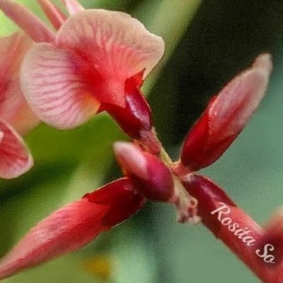 Macroptilium lathyroides — flower